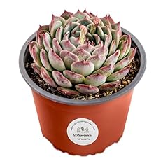 Live echeveria healthy for sale  Delivered anywhere in USA 