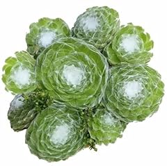 Sempervivum cobweb hens for sale  Delivered anywhere in USA 