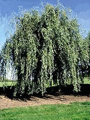 Gold weeping curly for sale  Delivered anywhere in USA 