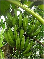 Musa paradisiaca semi usato  Spedito ovunque in Italia 