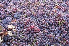 Catawba grape vine for sale  Delivered anywhere in USA 