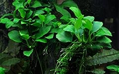 Anubias petite live for sale  Delivered anywhere in Ireland