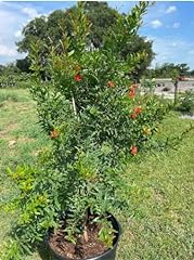 Russian pomegranate tree for sale  Delivered anywhere in USA 