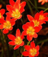 Zephyranthes rain lily for sale  Delivered anywhere in USA 