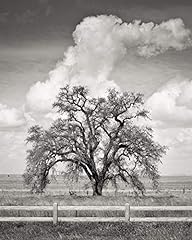 Oak tree photographic for sale  Delivered anywhere in USA 