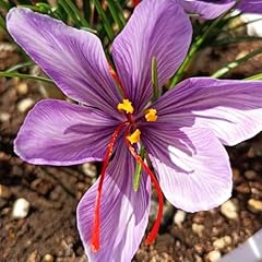 200 saffron seeds for sale  Delivered anywhere in USA 