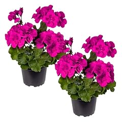 Live flowering zonal for sale  Delivered anywhere in USA 