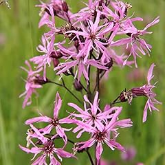 Lychnis flos cuculi for sale  Delivered anywhere in UK