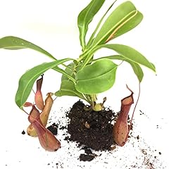 Carnivorous plant nepenthes for sale  Delivered anywhere in Ireland