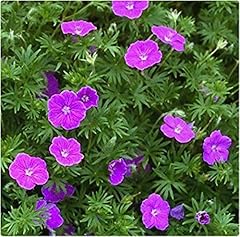 Hardy geranium sanguineum for sale  Delivered anywhere in UK