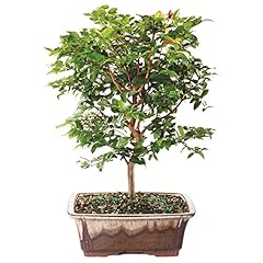 Brussel bonsai live for sale  Delivered anywhere in USA 