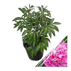 Live flowering perennial for sale  Delivered anywhere in USA 