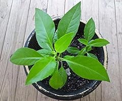 9eztropical gynura procumbens for sale  Delivered anywhere in USA 
