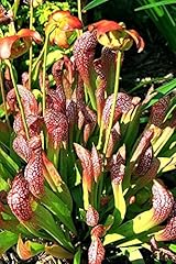 Live carnivorous pitcher for sale  Delivered anywhere in USA 