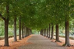 American basswood tree for sale  Delivered anywhere in USA 