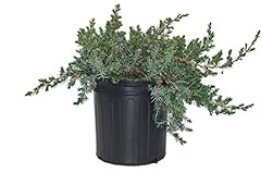 Blue pacific juniper for sale  Delivered anywhere in USA 