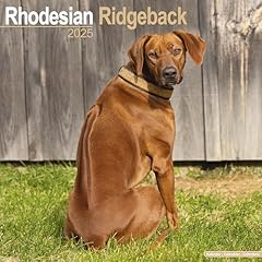 Rhodesian ridgeback 2025 for sale  Delivered anywhere in UK