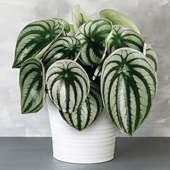 Premium peperomia argyreia for sale  Delivered anywhere in UK