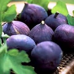 Fig trees lsu for sale  Delivered anywhere in USA 