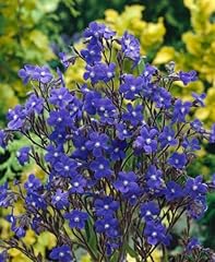 Anchusa azurea loddon gebraucht kaufen  Wird an jeden Ort in Deutschland