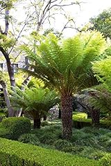 Live plant tasmanian for sale  Delivered anywhere in USA 