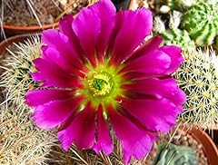 Portal cool echinocereus for sale  Delivered anywhere in UK