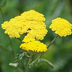 Yarrow plant yellow for sale  Delivered anywhere in USA 
