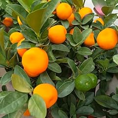 150 pcs kumquat gebraucht kaufen  Wird an jeden Ort in Deutschland