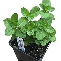 Organic mint plant for sale  Delivered anywhere in USA 