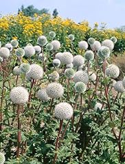 Echinops sphaerocephalus arcti gebraucht kaufen  Wird an jeden Ort in Deutschland