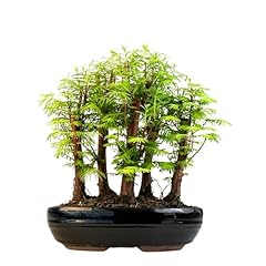 Bonsai wald metasequoia gebraucht kaufen  Wird an jeden Ort in Deutschland