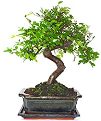 Large chinese elm for sale  Delivered anywhere in UK