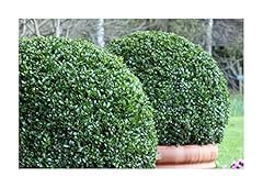 Seeds buxus microphylla for sale  Delivered anywhere in UK