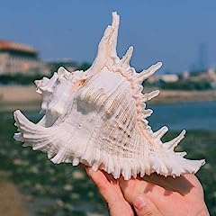 Große natürliche muscheln gebraucht kaufen  Wird an jeden Ort in Deutschland