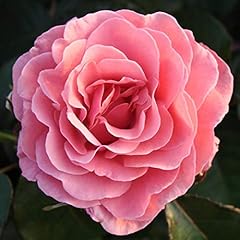 Carbeth plants rose for sale  Delivered anywhere in UK