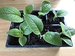Comfrey plants bocking for sale  Delivered anywhere in Ireland