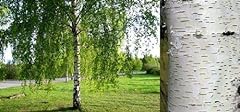 Betula pendula silver for sale  Delivered anywhere in UK