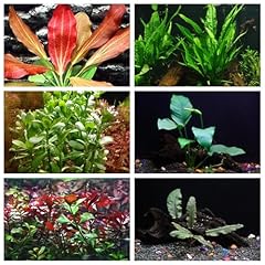 California bundle stems for sale  Delivered anywhere in USA 
