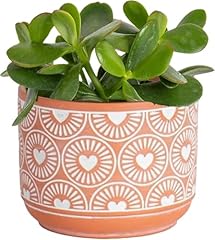 Costa farms succulent for sale  Delivered anywhere in USA 