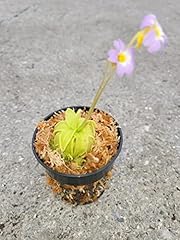Carnivorous primrose butterwor for sale  Delivered anywhere in USA 