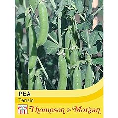 Pea seeds high for sale  Delivered anywhere in UK