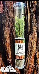 Coast redwood tree for sale  Delivered anywhere in USA 
