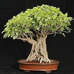 Ficus religiosa Sacra Fig Tree semi ornamentali pianta tropicale (30) usato  Spedito ovunque in Italia 