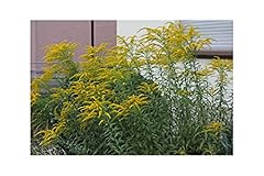 Garthwaite nurseries stockist for sale  Delivered anywhere in UK