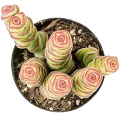 Altman plants 3.5 for sale  Delivered anywhere in USA 