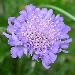 Scabiosa butterfly blue for sale  Delivered anywhere in UK