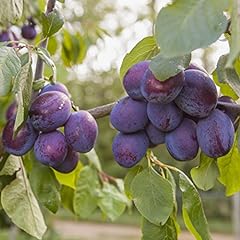 Garden czar plum for sale  Delivered anywhere in UK