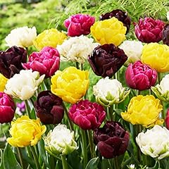 Mélange tulipes doubles d'occasion  Livré partout en France