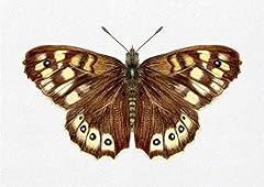 Speckled wood butterfly for sale  Delivered anywhere in UK