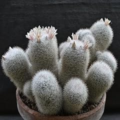 Mammillaria candida pink for sale  Delivered anywhere in USA 